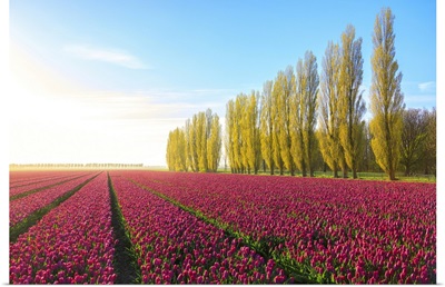 Sky At Dawn And Colorful Fields Of Tulips In Bloom, Alkmaar, North Holland, Netherlands