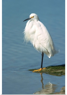 Snowy egret, South Florida, United States of America, North America