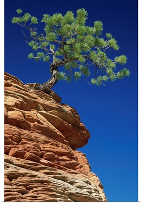 Solitary ponderosa pine on top of a sandstone outcrop in the Zion National Park, Utah