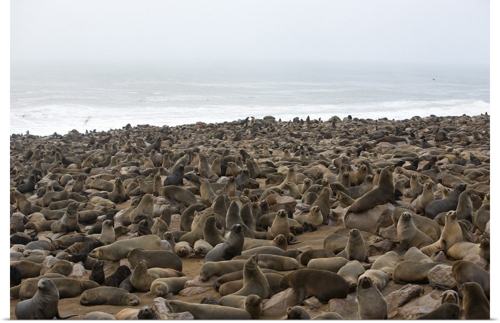 South African fur seal colony, Namibia, Africa