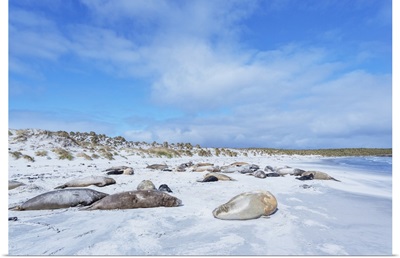 Southern Elephant Seals On Sandy Beach, Sea Lion Island, Falkland Islands