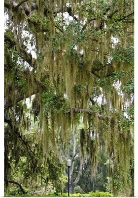 Spanish moss, Orlando, Florida