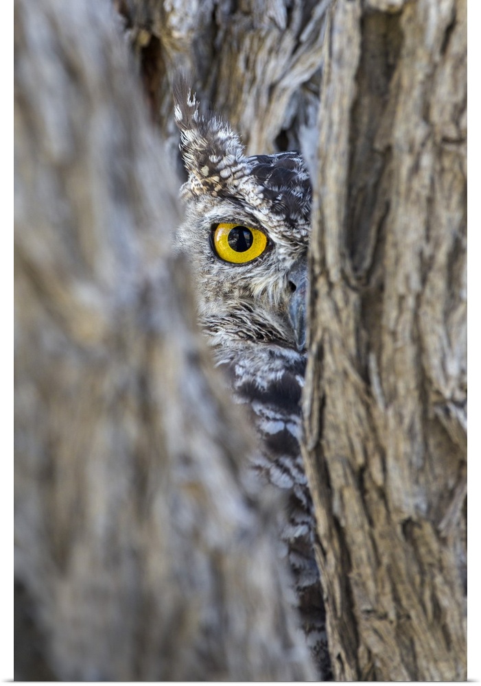 Spotted eagle owl (Bubo africanus), Kgalagadi Transfrontier Park, Northern Cape, South Africa, Africa