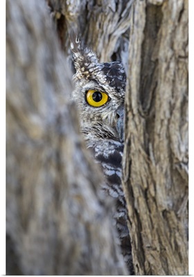 Spotted Eagle Owl, Kgalagadi Transfrontier Park, Northern Cape, South Africa