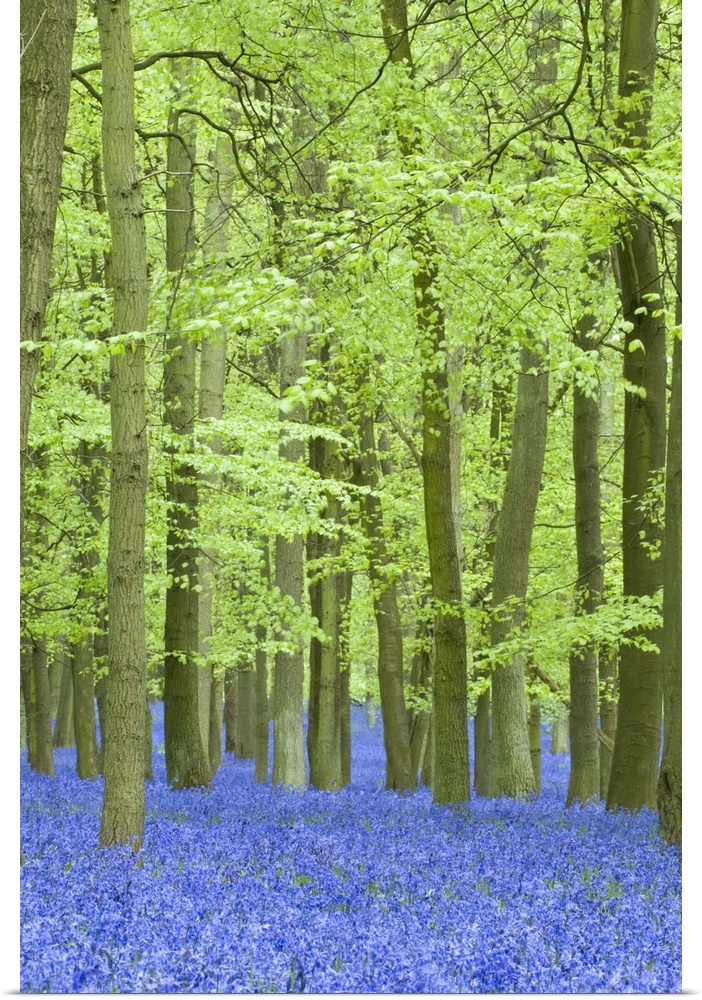 Spring bluebells in beech woodland, Dockey Woods, Buckinghamshire, England