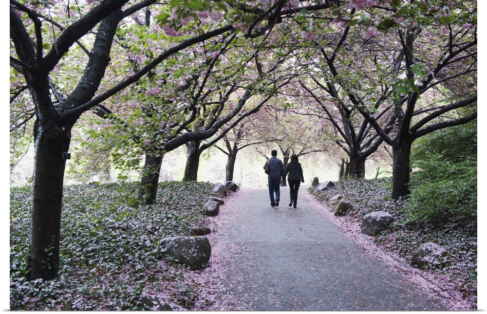 Spring cherry blossom, Brooklyn Botanical Garden, Brooklyn, New York City, New York, United States of America, North America