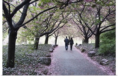 Spring Cherry Blossom, Brooklyn Botanical Garden, Brooklyn, New York City, New York