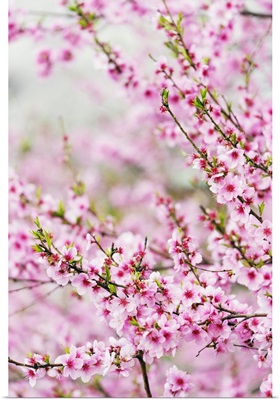 Spring Cherry Blossom Festival, Jinhei, South Korea