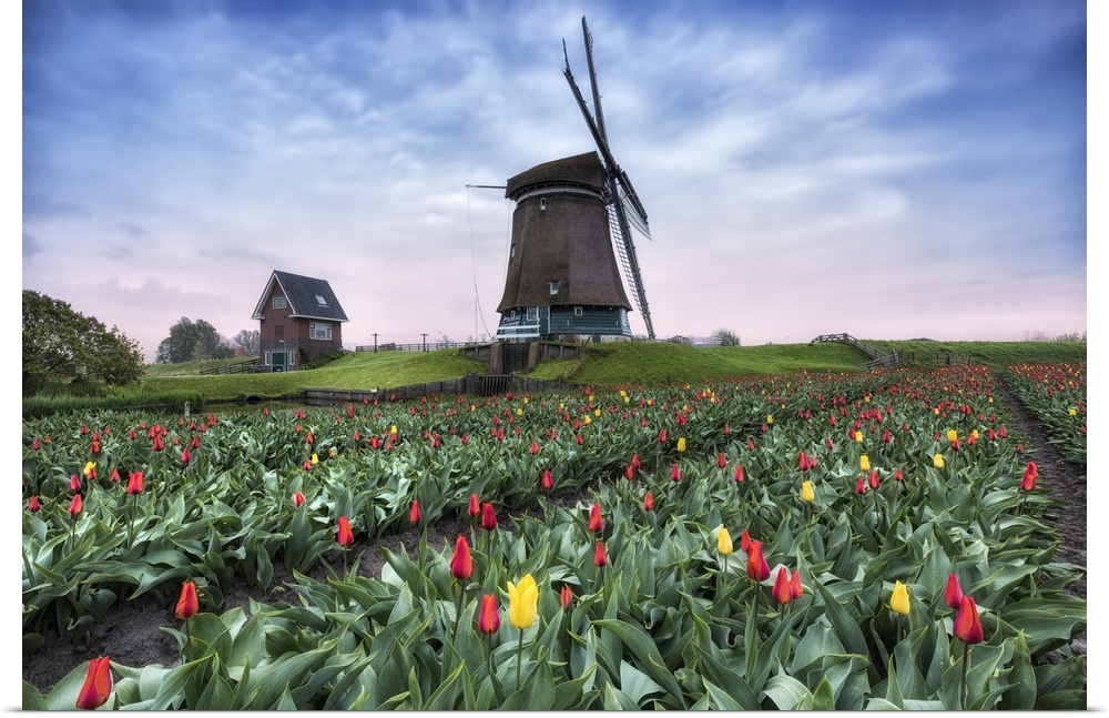 View of multi-coloured fields of tulips and windmills at spring, Berkmeer, Koggenland, North Holland, Netherlands, Europe