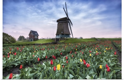 Spring Clouds On Fields Of Multicolored Tulips And Windmill, Netherlands