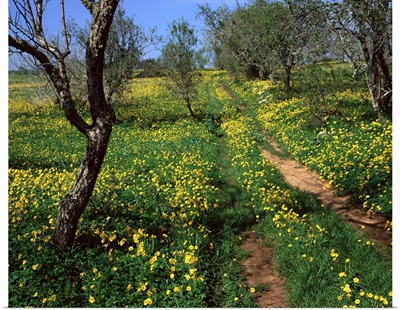 Spring flowers, Sao Jao, Baroa, Algarve, Portugal, Europe