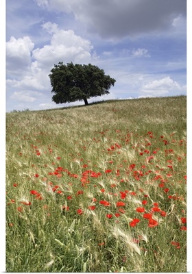 Spring Poppies And Lone Tree, Andalucia, Spain