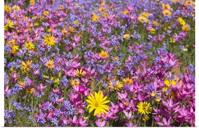Spring Wildflowers, Papkuilsfontein Farm, Nieuwoudtville, Northern Cape, South Africa