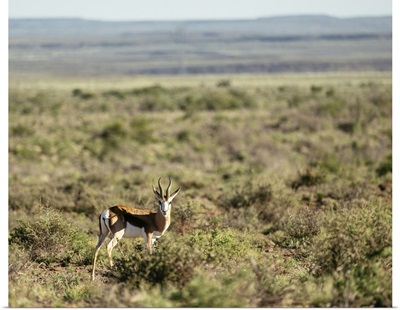 Springbok, Karoo National Park, Beaufort West, Western Cape, South Africa