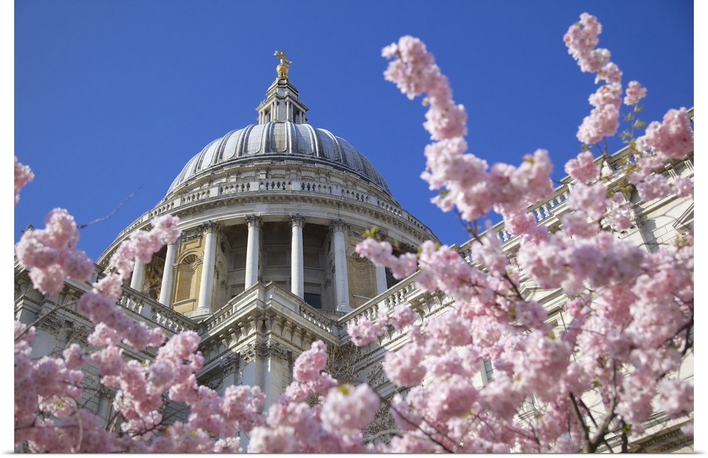 St. Paul's Cathedral and spring blossom, London, England, United Kingdom, Europe