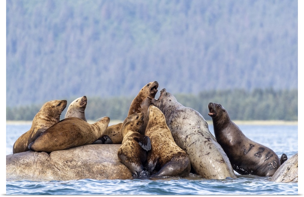 Steller sea lions (Eumetopias jubatus), haul out site, South Marble Islands, Glacier Bay National Park, UNESCO World Herit...