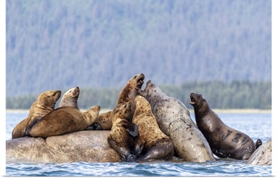 Steller Sea Lions, South Marble Islands, Glacier Bay National Park, Alaska
