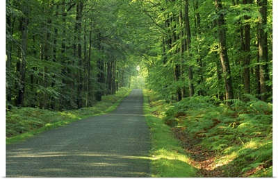 Straight empty rural road through woodland trees, Forest of Nevers, Burgundy, France