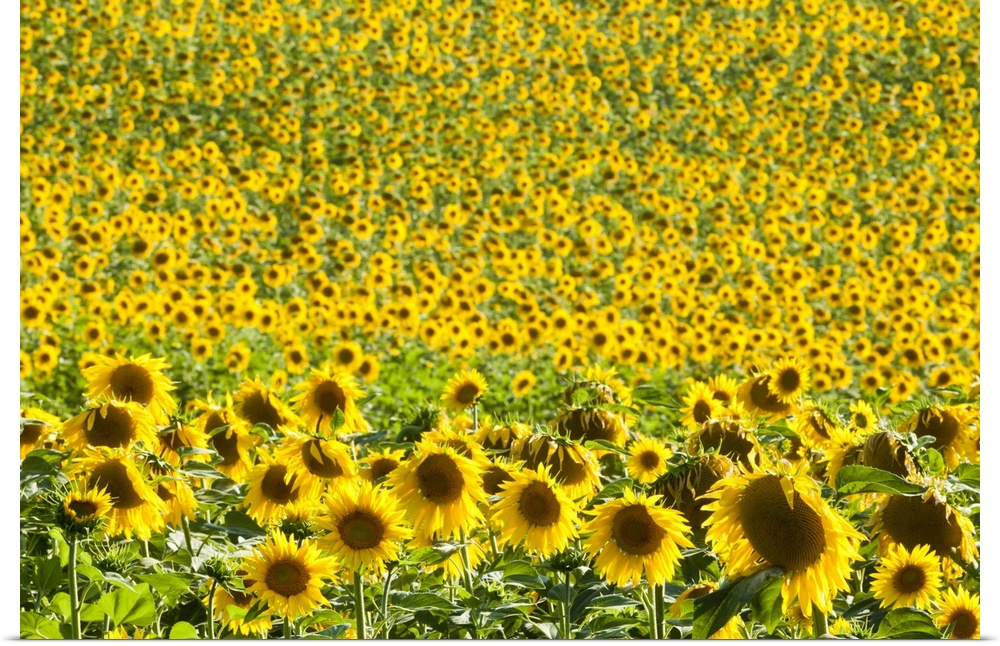 Sunflower (Helianthus) fields, Andalucia, Spain, Europe