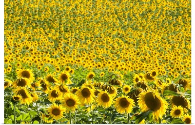Sunflower Fields, Andalucia, Spain