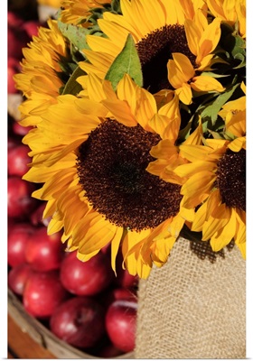 Sunflowers and apples, The Hamptons, Long Island, New York State, USA