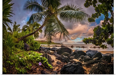 Sunrise Under A Coconut Palm On A Calm Ocean Bay, Kiluea, Hawaii