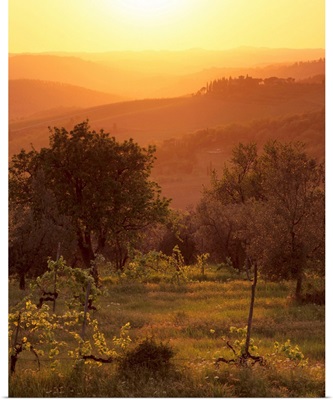 Sunset over vineyards near Panzano in Chianti, Tuscany, Italy