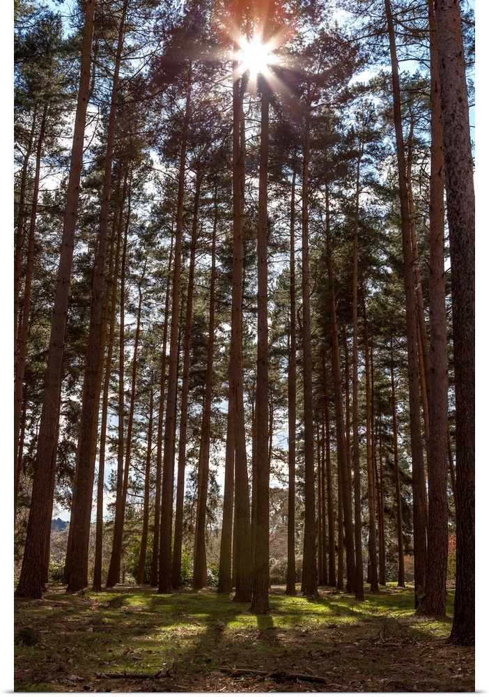 Tall trees with sunlight breaking through, Virginia Water, Surrey, England, UK