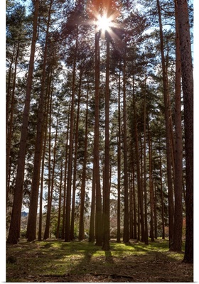 Tall trees with sunlight breaking through, Virginia Water, Surrey, England, UK