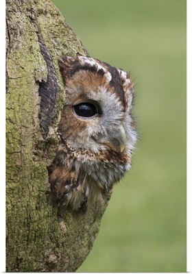 Tawny owlcaptive, Cumbria, England