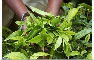 Tea, Tea Plantations, Munnar, Kerala, India