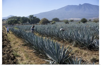 Tequila is made from the blue agave plant in the state of Jalisco, Mexico
