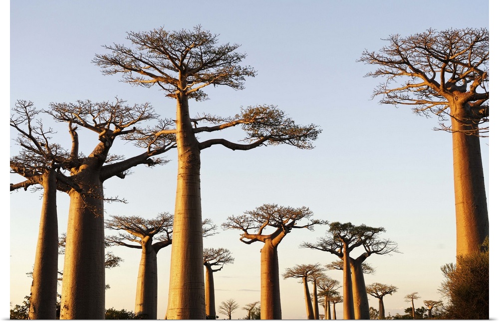 The Alley of the Baobabs, Madagascar