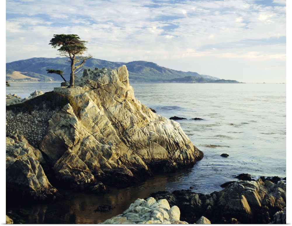 The Lone Cypress Tree on the coast, Carmel, California