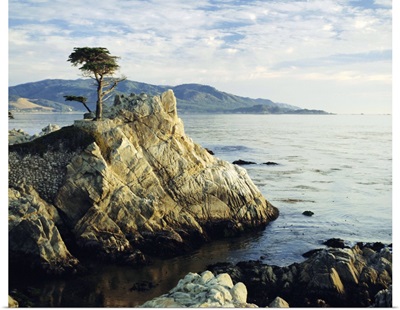 The Lone Cypress Tree on the coast, Carmel, California