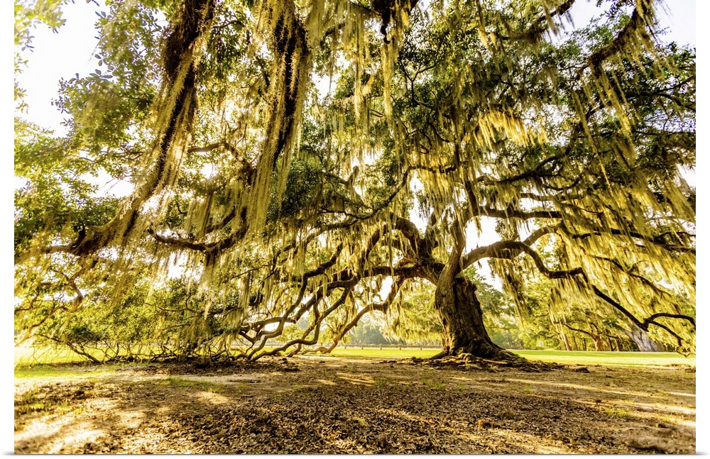 The Tree of Life in Audubon Park, New Orleans, Louisiana, United States of America, North America