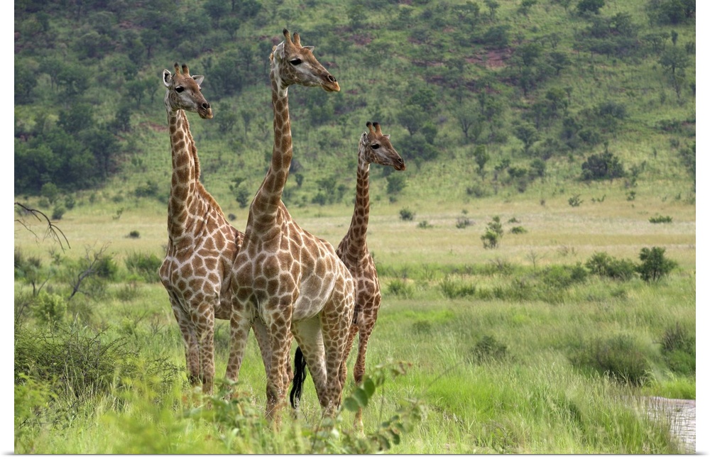 Three giraffes, Pilanesberg Game Reserve, North West Province, South Africa