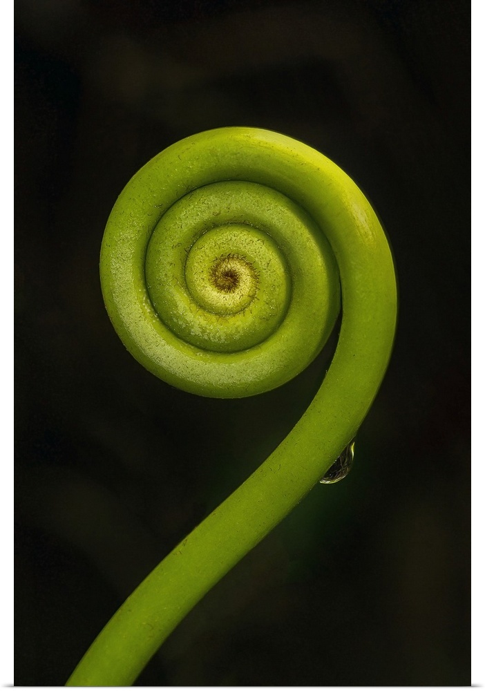 Tightly coiled fern frond (fiddlehead) in the rainforest on Tenorio volcano, Volcan Tenorio National Park, Alajuela, Costa...