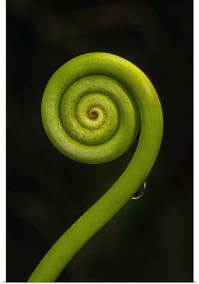 Tightly Coiled Fern Frond (Fiddlehead) In The Rainforest On Tenorio Volcano, Costa Rica