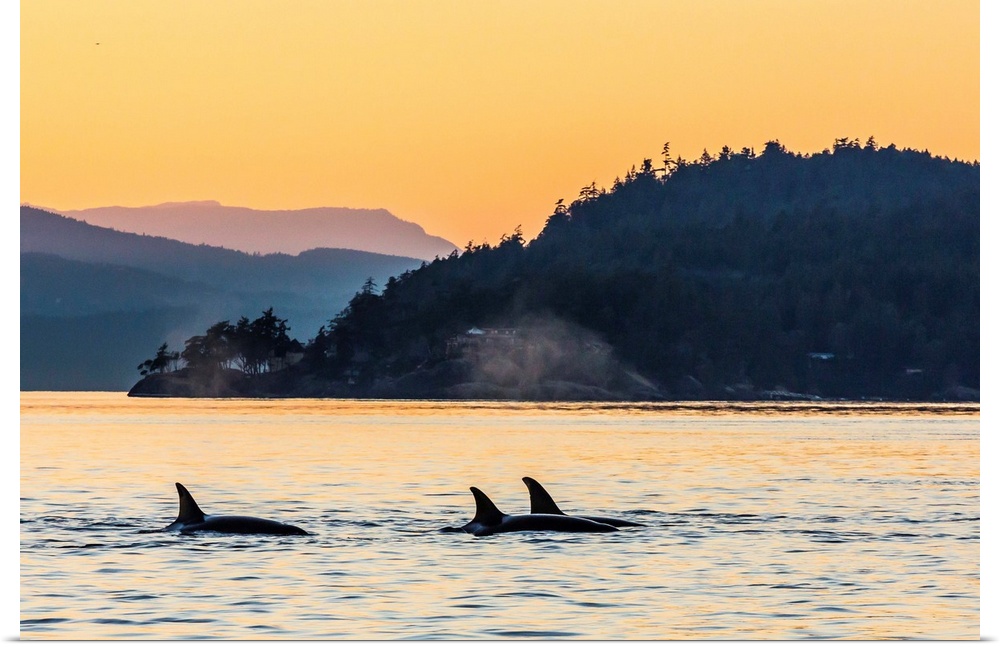 Transient killer whales surfacing at sunset, British Columbia, Canada