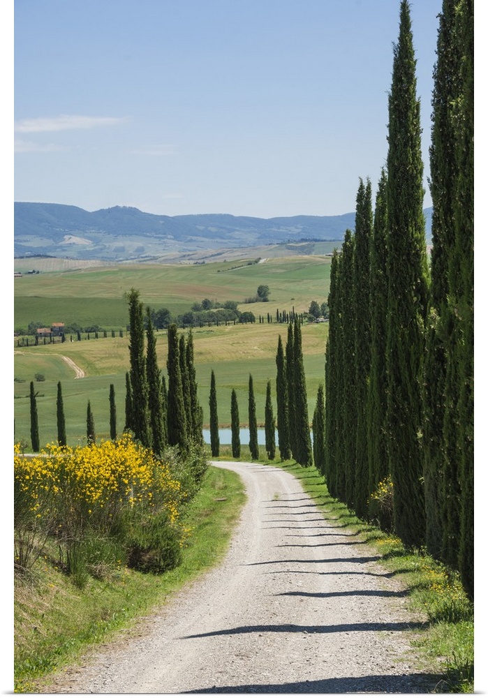 Tree lined driveway, Val d'Orcia, Tuscany, Italy, Europe.
