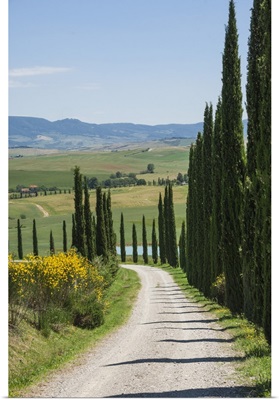Tree lined driveway, Val d'Orcia, Tuscany, Italy