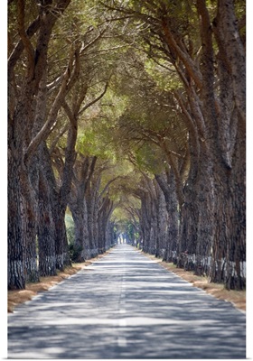 Tree-lined road, Maremma, Tuscany, Italy