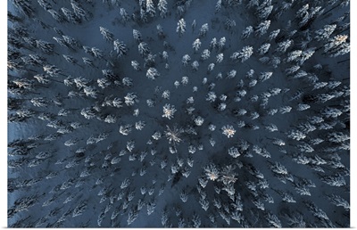 Trees Covered With Snow In The Frozen Forest From Above, Aerial View, Lapland, Finland