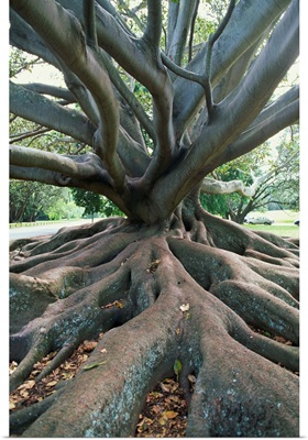 Trunk and roots of a tree in Domain Park, Auckland, North Island, New Zealand, Pacific