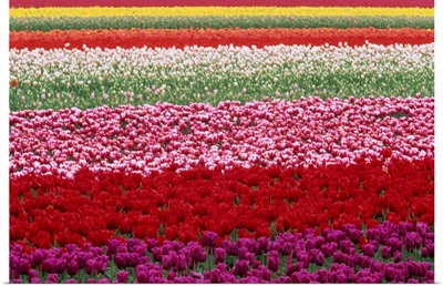 Tulipa species, Alkmaar, Holland (Netherlands), Europe