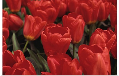 Tulips, Holland, Europe