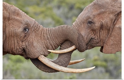 Two African Elephants  Greeting Each Other, Addo Elephant National Park, South Africa
