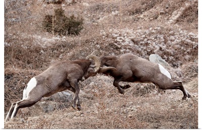 Two bighorn sheep rams head butting, Clear Creek County, Colorado