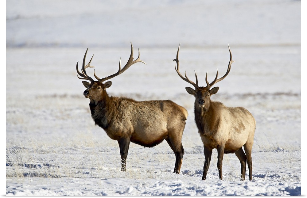 Two bull elk in the snow, National Elk Refuge, Jackson, Wyoming